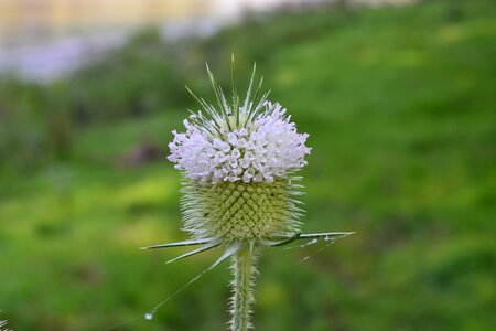 Green macro grass photo