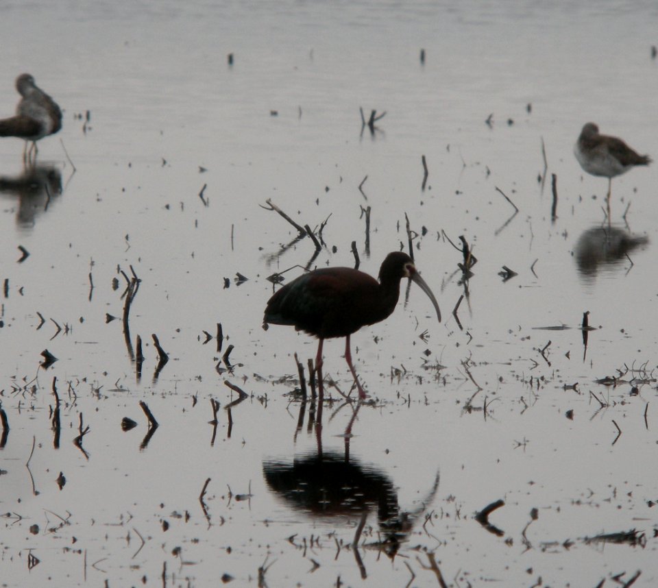DSCN7845 c White-faced Ibis  Newton Co IN 4-28-13
