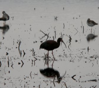 DSCN7845 c White-faced Ibis  Newton Co IN 4-28-13
