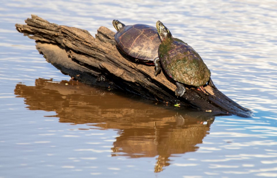 Turtles at the Ocmulgee National Monument