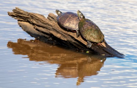 Turtles at the Ocmulgee National Monument photo