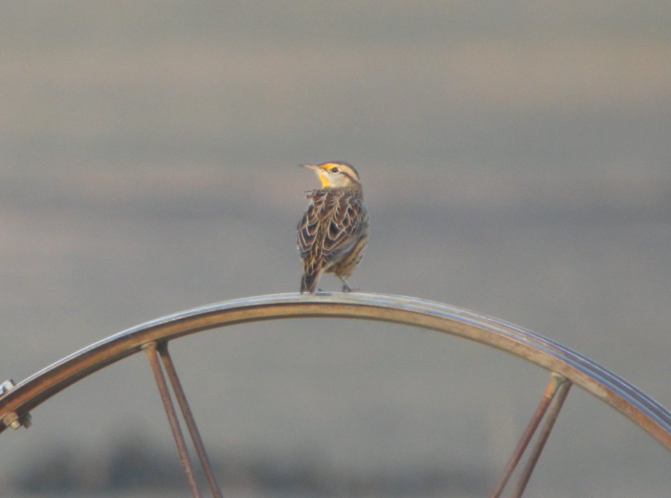 DSCN4496 c Eastern Meadowlark H & E Sod Momence IL 10-5-2014