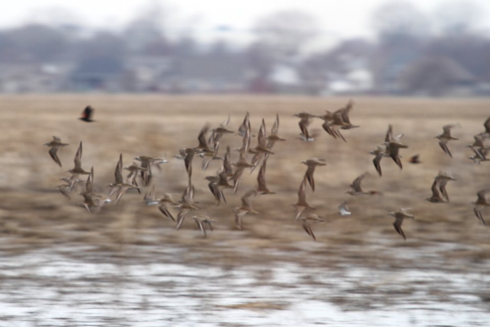 IMG 9096c American Golden-Plover Willowhaver Area Kankakee Co IL 4-21-2018