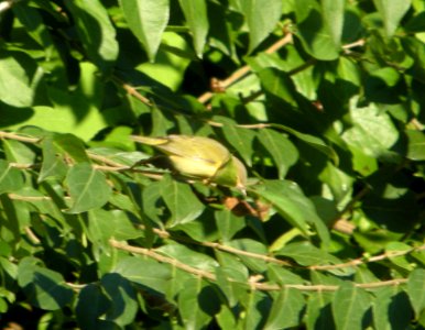 DSCN4349 c Tennessee Warbler  Kankakee IL 9-14-2014