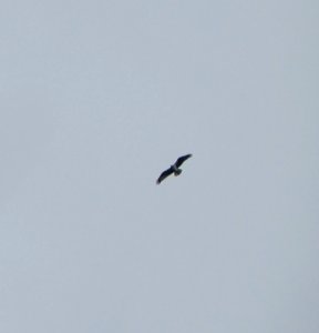 IMG 0057 c Osprey  Kankakee IL 8-17-2014