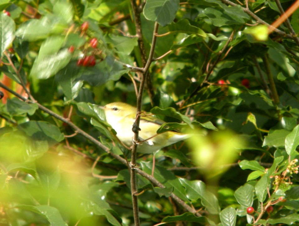 DSCN4411 c Tennessee Warbler  Aroma Twp IL 9-24-2014