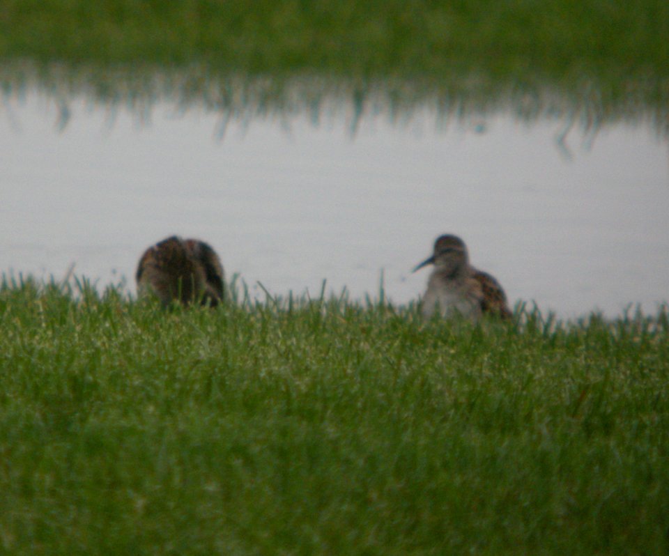 DSCN4286 c Least Sandpiper H & E Sod Momence IL 9-11-2014