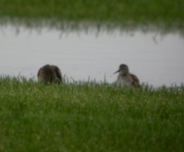 DSCN4286 c Least Sandpiper H & E Sod Momence IL 9-11-2014
