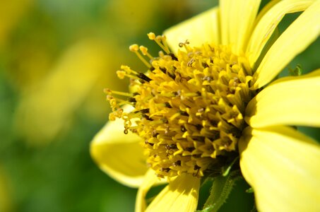 Plant artistic conception flower