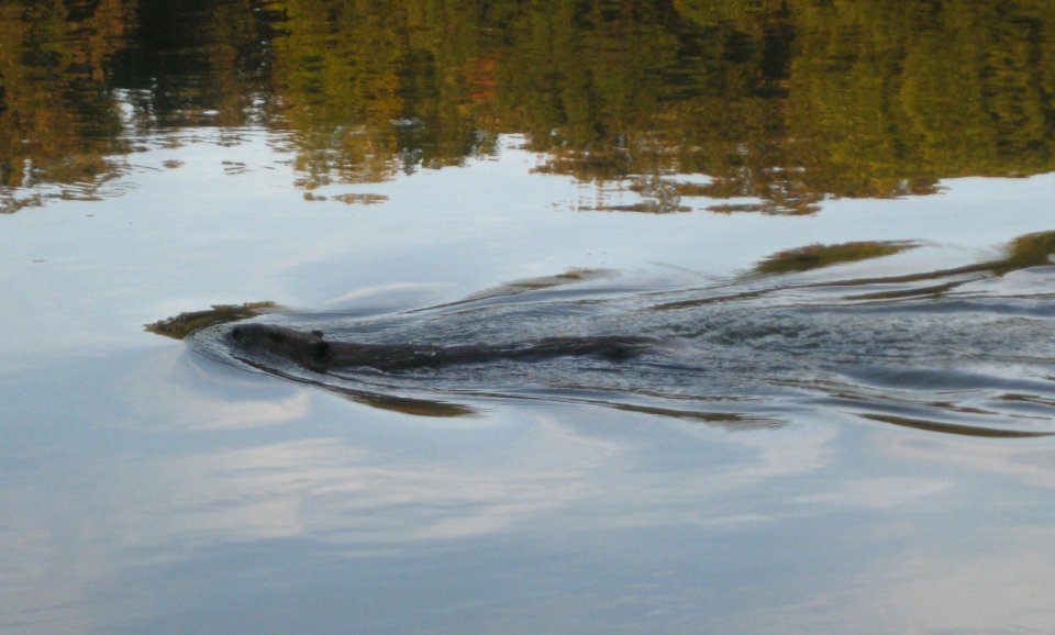 IMG 1599 c Beaver  Kankakee IL 9-8-2014