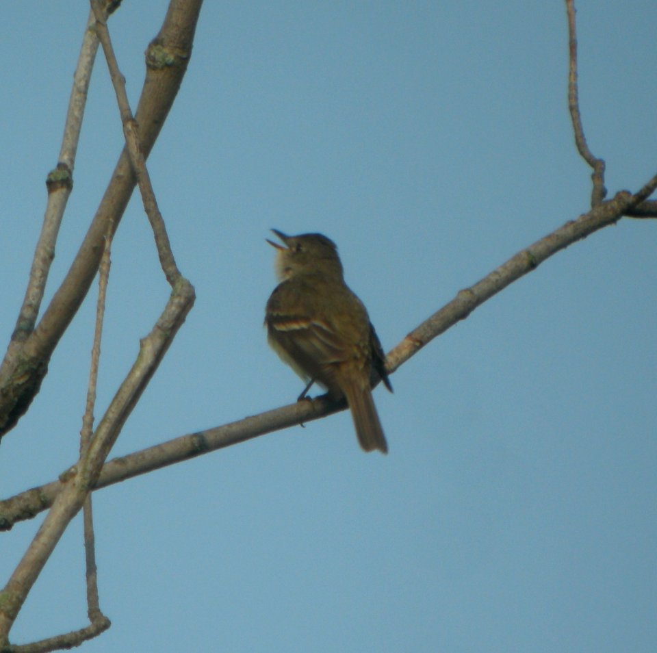DSCN3753 c Willow Flycatcher LaSalle FWA IN 7-31-2014