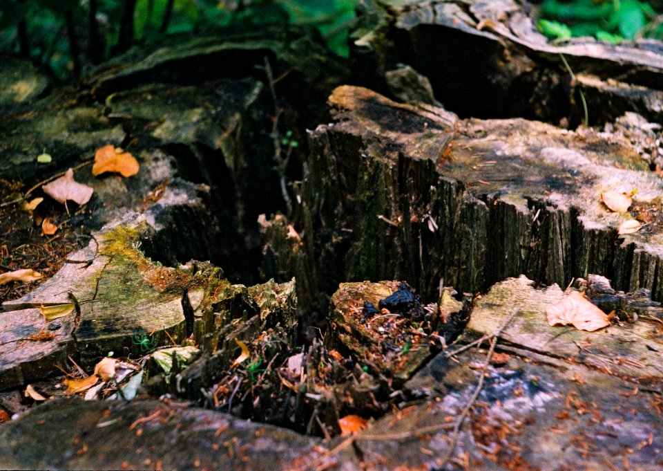 Exa + Tessar 2,8/50 - Transience Cycle