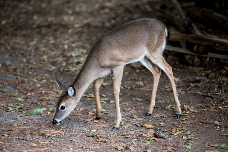 Deer on Kennesaw Mountain
