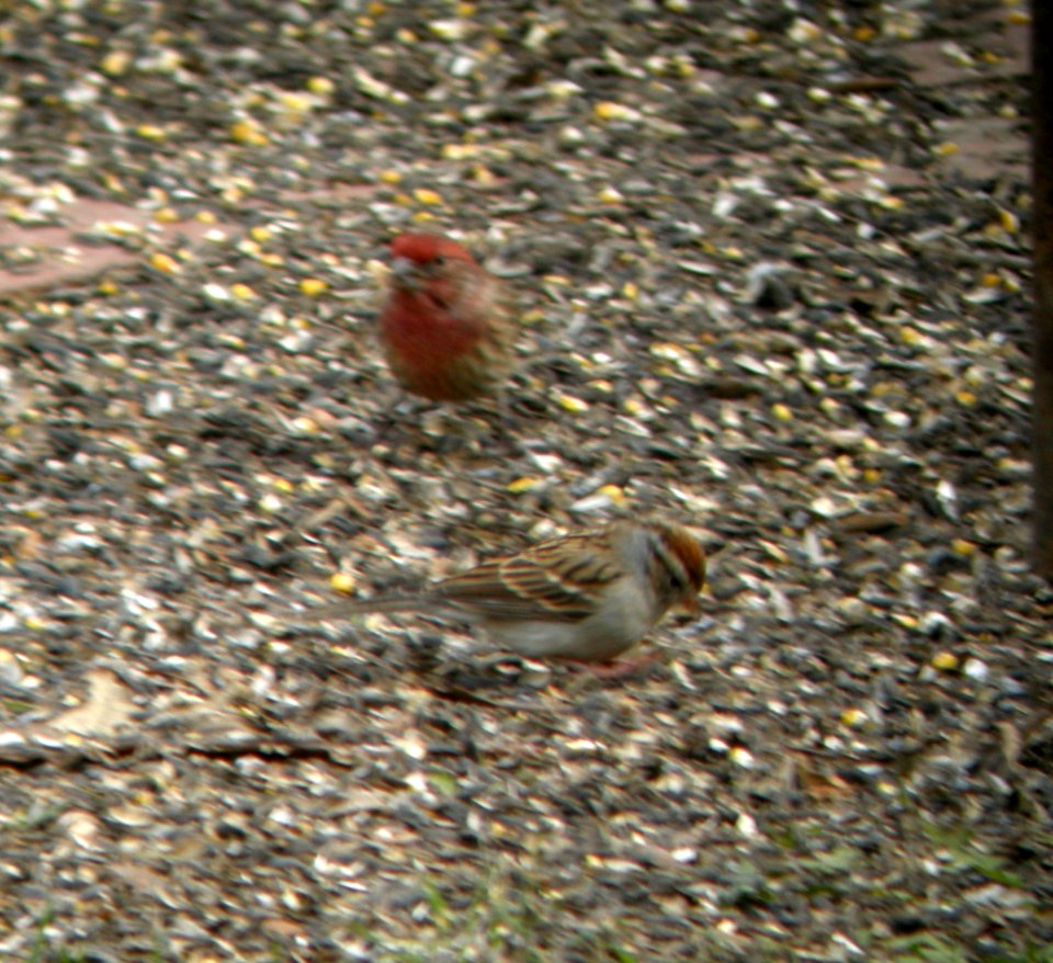 DSCN0175 c Chipping Sparrow Kankakee Co IL 11-23-2013 (Photo thru Bins)