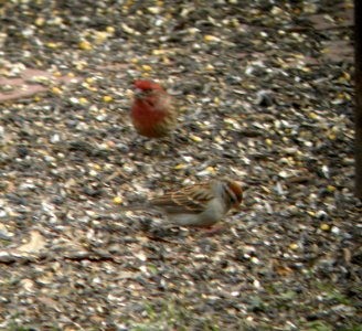 DSCN0175 c Chipping Sparrow Kankakee Co IL 11-23-2013 (Photo thru Bins)