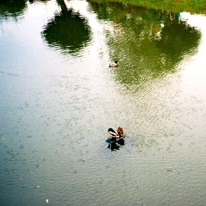 Minolta Hi-Matic G - Ducks