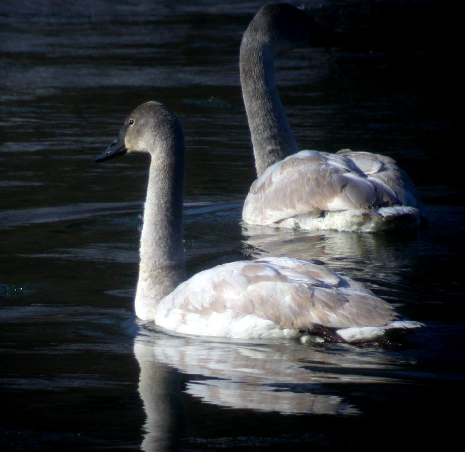DSCN2390 Trumpeter Swan D Juv Perry Farm Bourbonnais IL 12-21-05