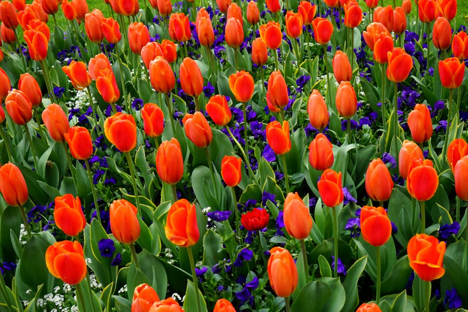 Garden meadow flowers