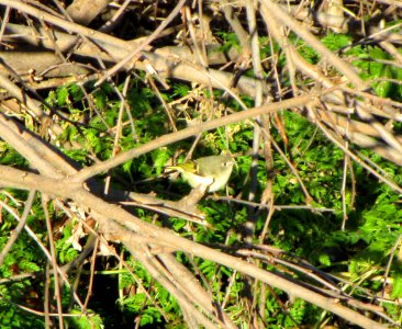 IMG 0905 c Ruby-crowned Kinglet Metro-Sewer Kankakee IL 12-26-2014