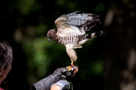 Broad-shouldered Hawk