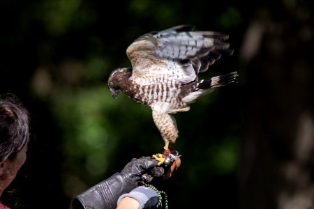 Broad-shouldered Hawk photo