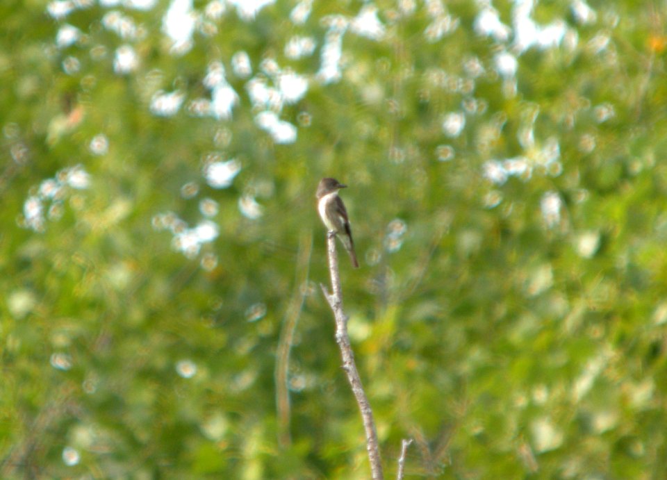 DSCN8605 c Olive-sided Flycatcher Kankakee Co IL 8-21-11