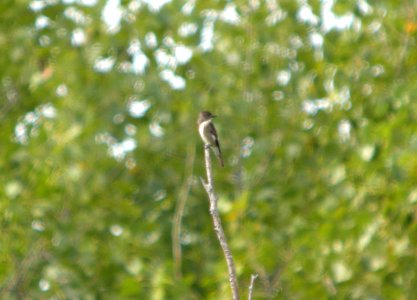 DSCN8605 c Olive-sided Flycatcher Kankakee Co IL 8-21-11