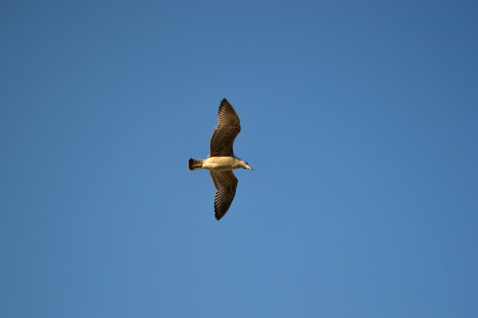 Sky nature seabird