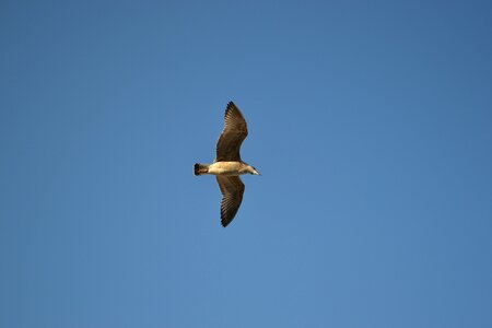 Sky nature seabird photo