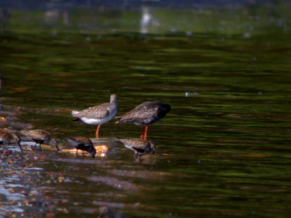 DSCN8023 RedShank + SpoRedshank Ad Tabasulu Looduspark Estonia 7-21-07