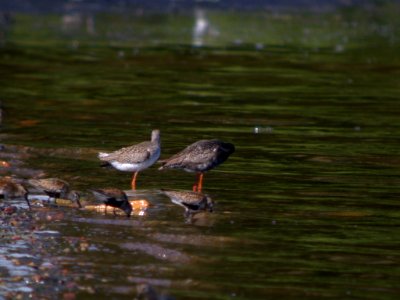 DSCN8023 RedShank + SpoRedshank Ad Tabasulu Looduspark Estonia 7-21-07