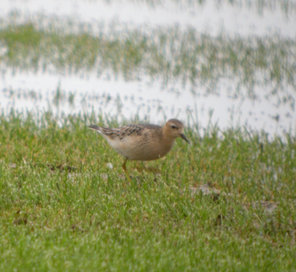 DSCN4332 c Buff-breasted Sandpiper H & E Sod Momence IL 9-11-2014