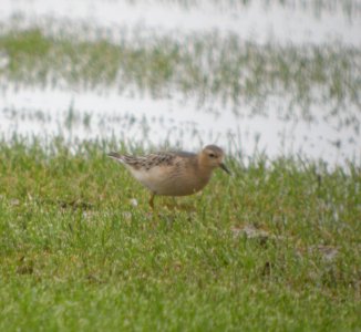 DSCN4332 c Buff-breasted Sandpiper H & E Sod Momence IL 9-11-2014