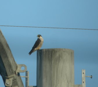 DSCN2246. c Peregrine Falcon Kankakee Co IL 2-13-2014