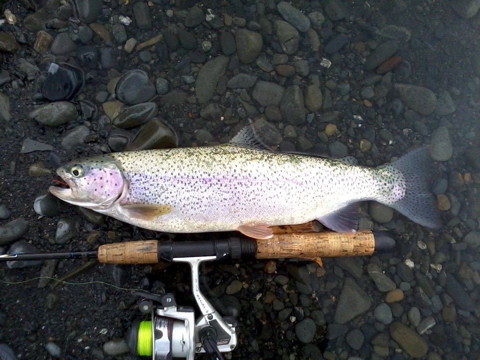Kenai Lake Rainbow