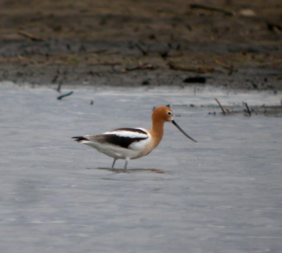 DSCN8588 c American Avocet  Kankakee Co IL 5-22-13