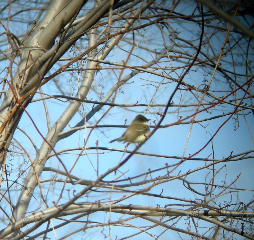 DSCN2760 c Eastern Phoebe Kankakee IL 3-15-2014 (Photo thru bins)