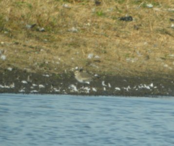 DSCN4586 c Dunlin  Bourbonnais Twp IL 10-23-2014