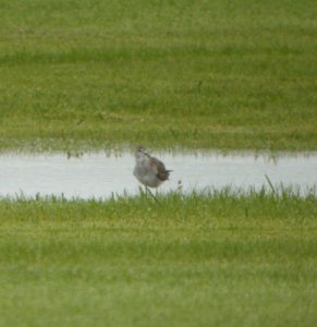 DSCN4239 c Solitary Sandpiper H & E Sod Momence IL 9-11-2014