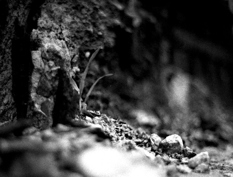 Praktica BC1- Concrete Nature 1
