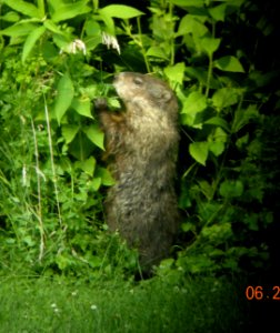 DSCN3504 c Woodchuck Kankakee IL 6-26-2014 (Photo thru bins)