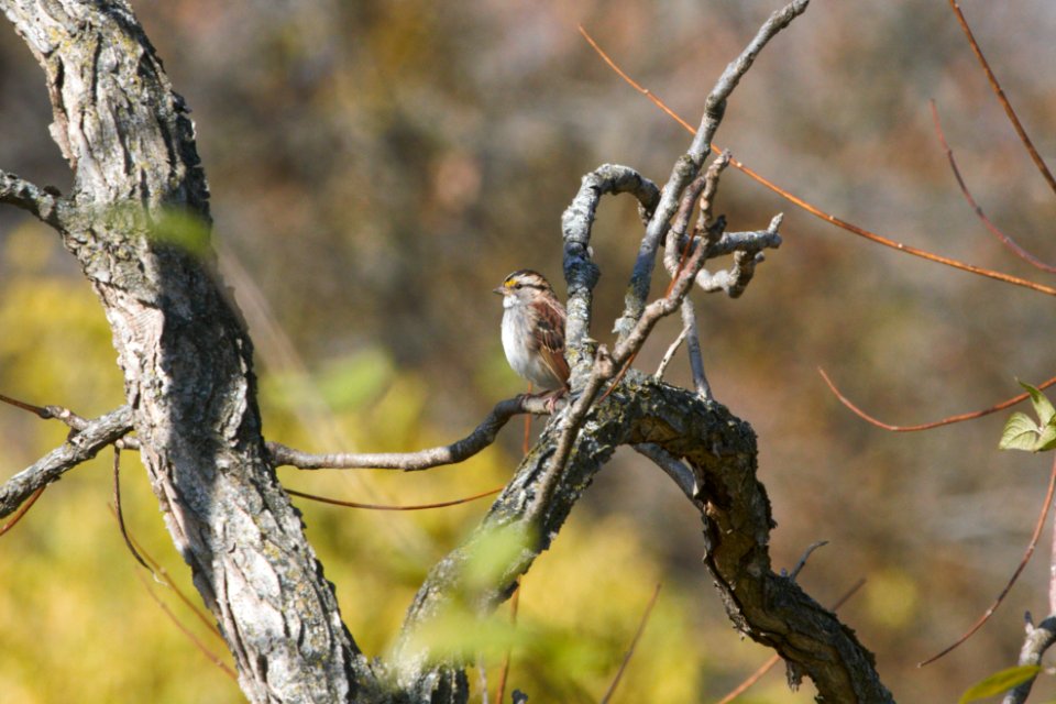 IMG 3167c White-throated Sparrow Perry Farm Park Kankakee IL 11-8-2018