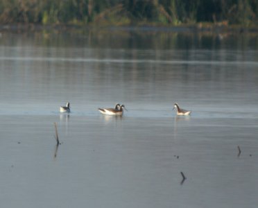 DSCN7695 c Wilson's Phalarope  Newton Co IN 4-27-13