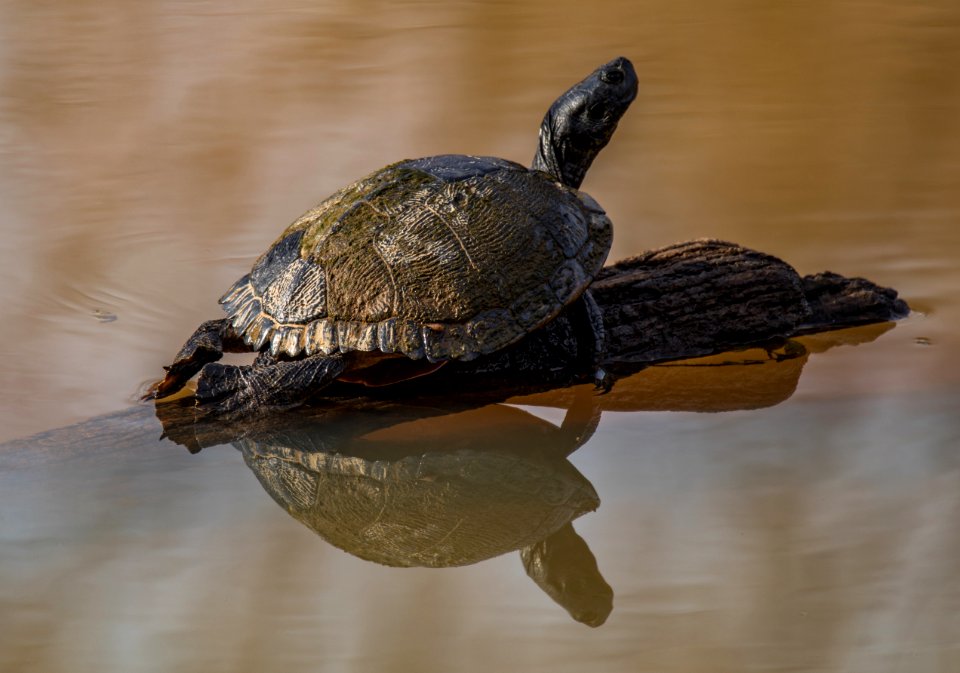 Turtle Enjoying the Sun at the Ocmulgee National Monument