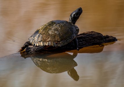 Turtle Enjoying the Sun at the Ocmulgee National Monument photo