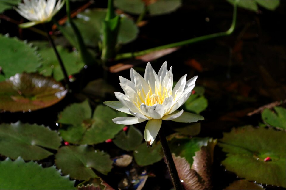 Plant blossom nature