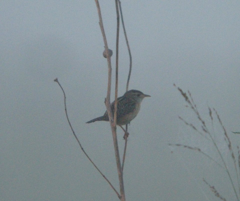 DSCN3796 c Sedge Wren TNC Kankakee Sands IN 8-4-2014