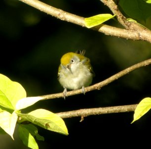 DSCN4374 c Chestnut-sided Warbler  Kankakee IL 9-22-2014
