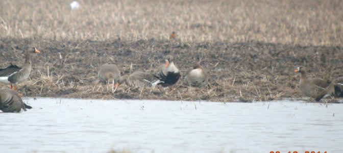 DSCN0788 c Greater White-fronted Goose Kankakee Co IL 3-19-2014