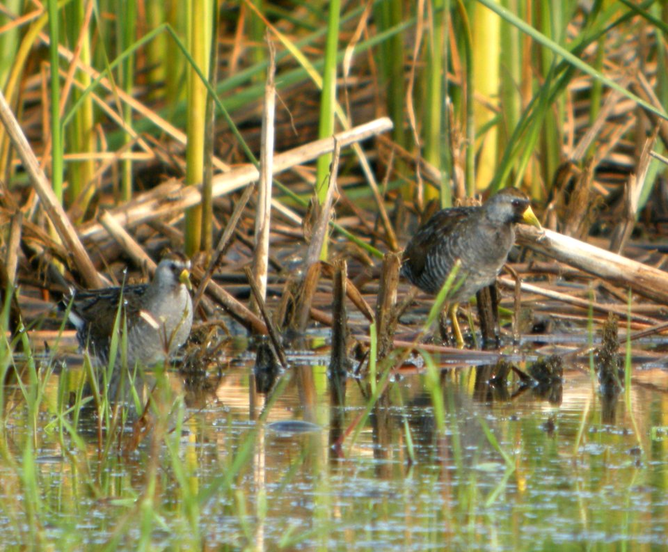 DSCN3728 c Sora TNC Kankakee Sands IN 7-30-2014